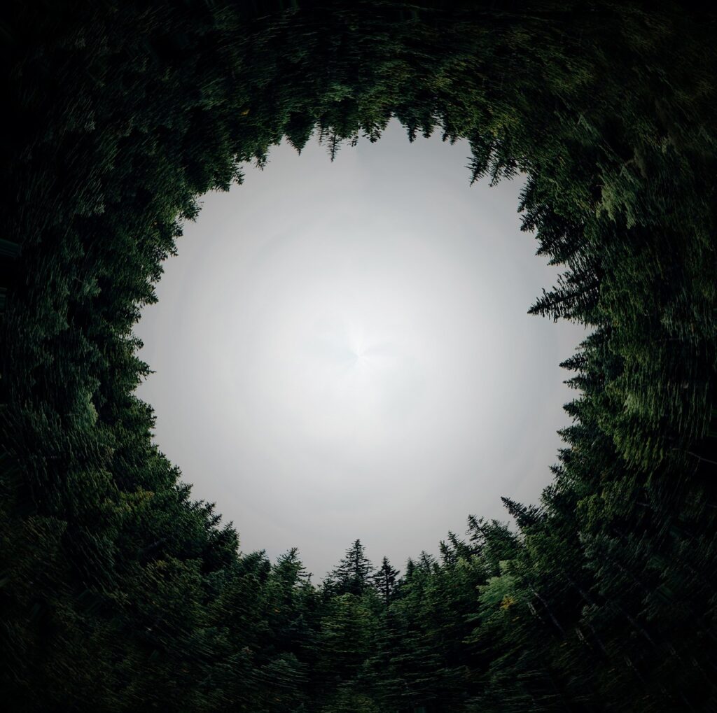 circular, forest, dimension, circle, hole, orb, tunnel, nature, grove-3002865.jpg